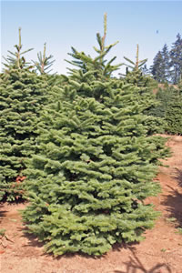 Noble Fir
